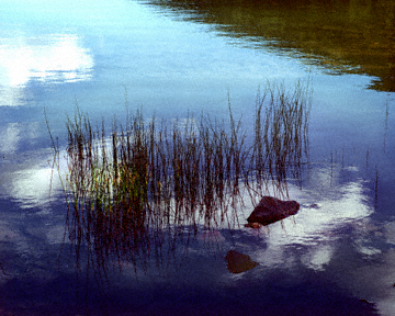 Fleeting Vision in a Pond