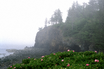 Rocks and Roses