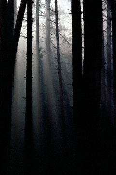 Forest Awakening	