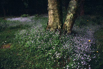 Forest in Flower	